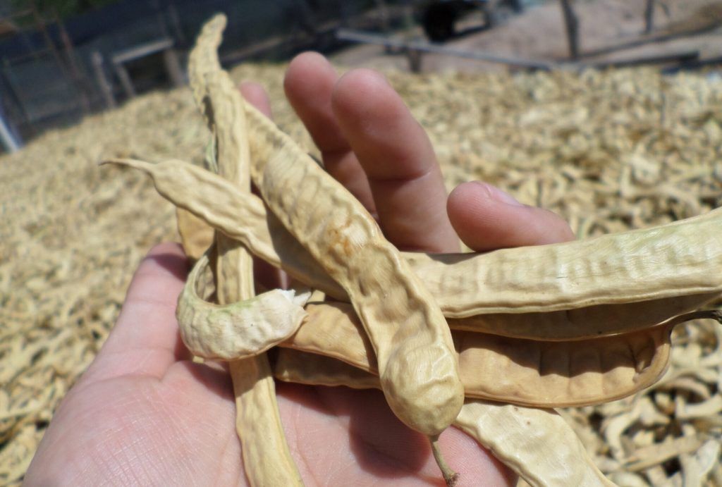 COLONIA CAROYA RECOLECTA CHAUCHAS DE ALGARROBO PARA EL BANCO DE SEMILLAS