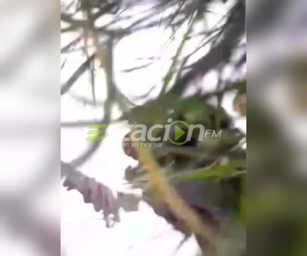 EXCLUSIVO: EL VIDEO DEL MOMENTO DEL ATAQUE DEL PERRO A CÁRMEN EN DEAN FUNES Y SU TESTIMONIO