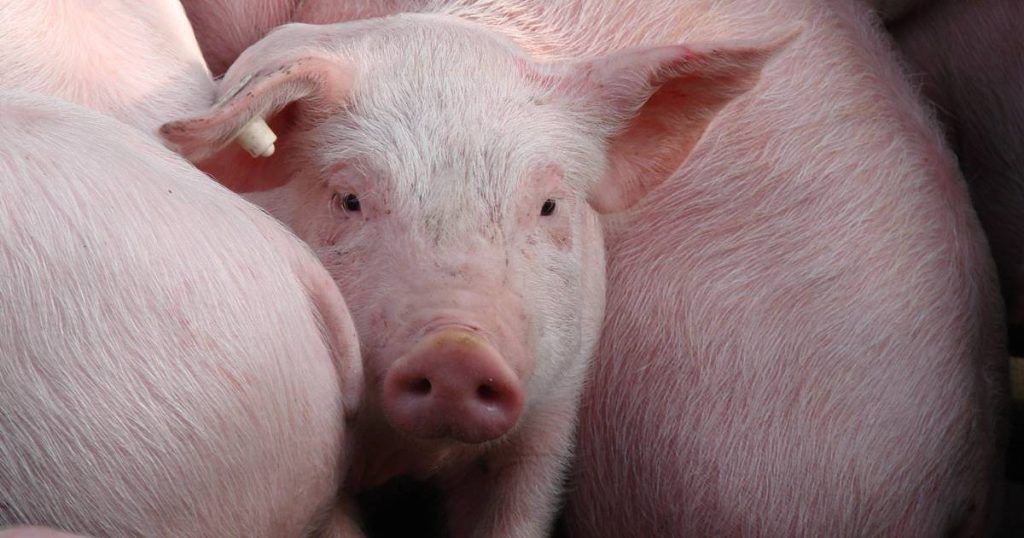 UN DETENIDO POR ABIGEATO EN QUILINO: SECUESTRARON 150 KILOS DE CARNE PORCINA
