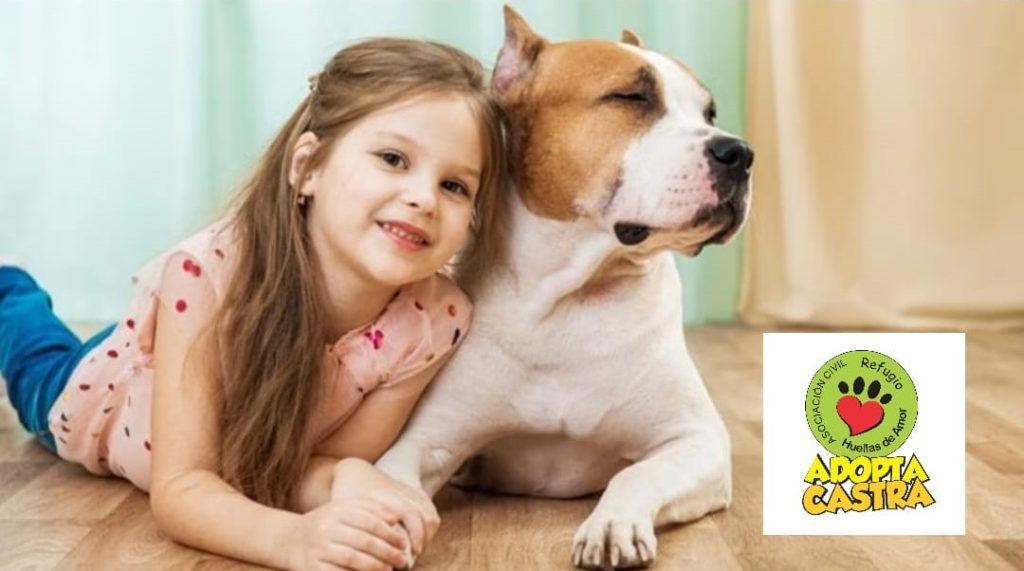 A RAÍZ DE LO QUE PASÓ CON CÁRMEN, EL REFUGIO HUELLAS DE AMOR DIO RECOMENDACIONES PARA ADOPTAR PERROS DE RAZAS FUERTES