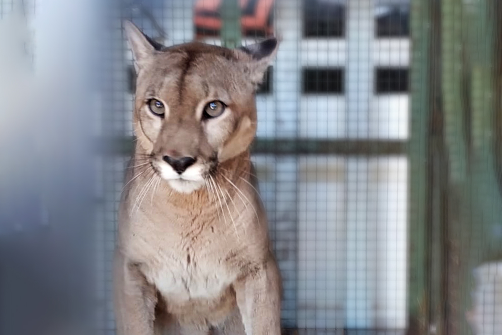 RESCATARON UN PUMA QUE TENÍAN EN CAUTIVERIO EN SANTA ROSA DE RÍO PRIMERO