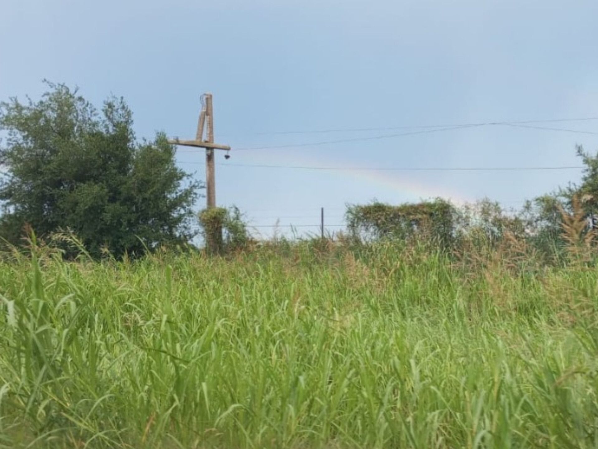 FUERTES VIENTOS TIRARON RAMAS Y ARBOLES QUE AFECTARON LAS LINEAS ELÉCTRICAS EN COLONIA CAROYA Y COLONIA VICENTE AGÜERO