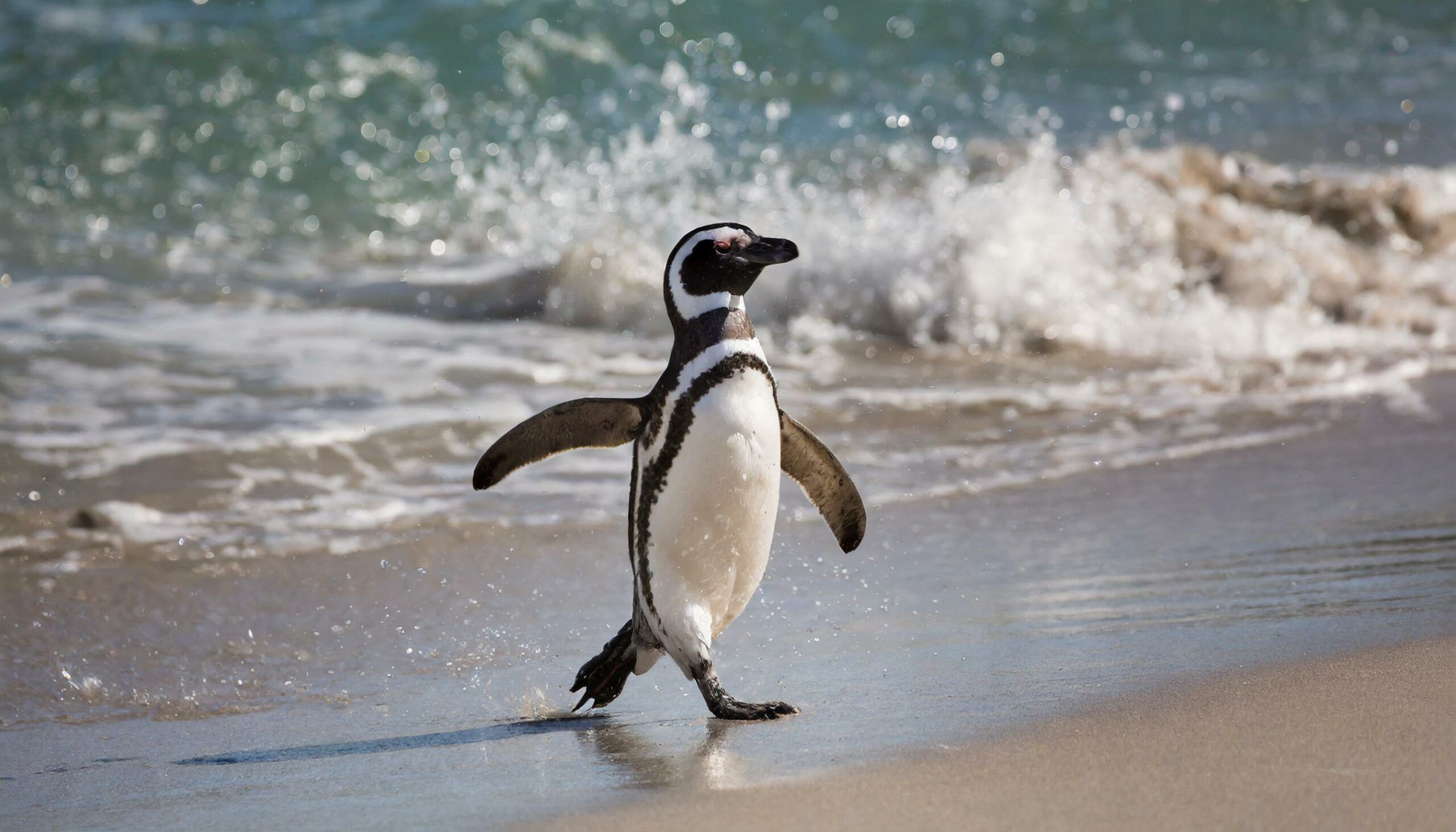 PURA TERNURA: EL CONICET REALIZA UN NUEVO STREAMING, ESTA VEZ CON PINGÜINOS EN CHUBUT