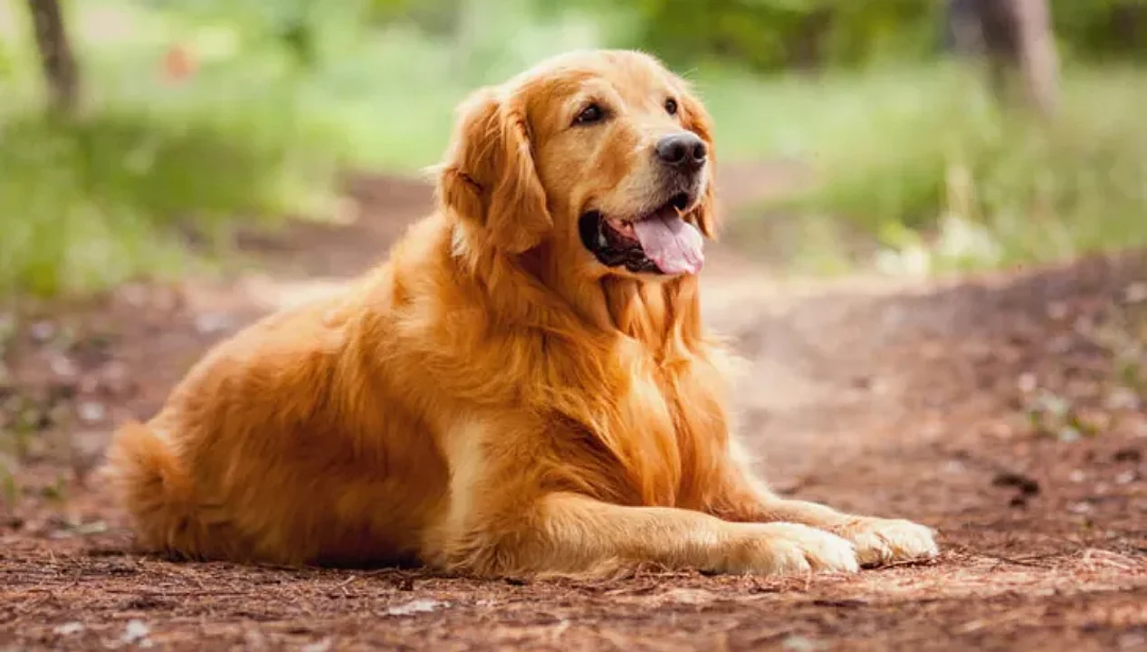 LOS 10 PAÍSES CON MÁS PERROS EN EL MUNDO: EL PUESTO QUE OCUPA ARGENTINA TE VA A SORPRENDER
