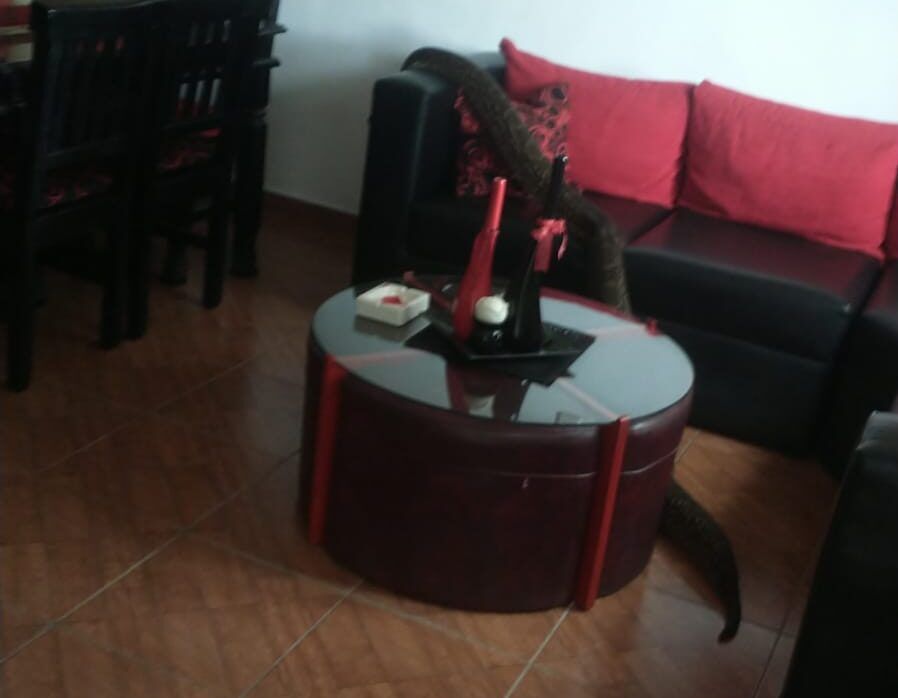 UNA LAMPALAGUA APARECIÓ EN EL LIVING DE UNA CASA EN LA DORMIDA
