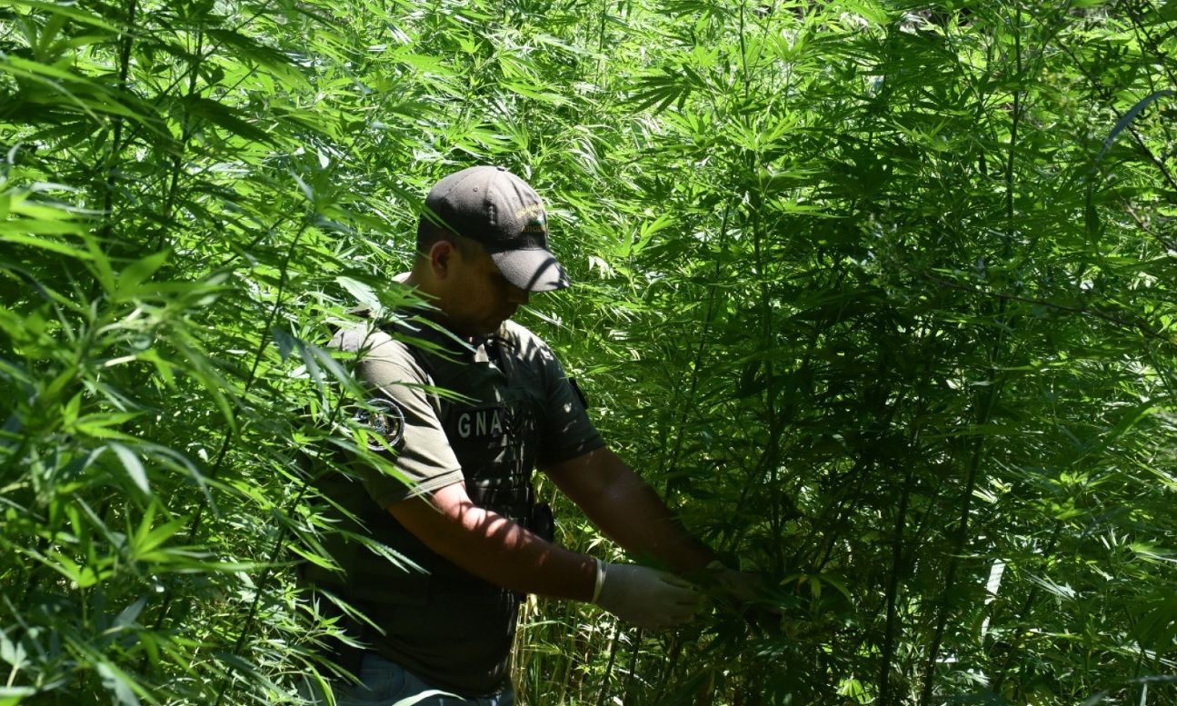 GENDARMERÍA DESARTICULA UNA IMPORTANTE PLANTACIÓN DE MARIHUANA Y DETIENE A UN HOMBRE TRAS ALLANAMIENTOS EN SANTIAGO DEL ESTERO