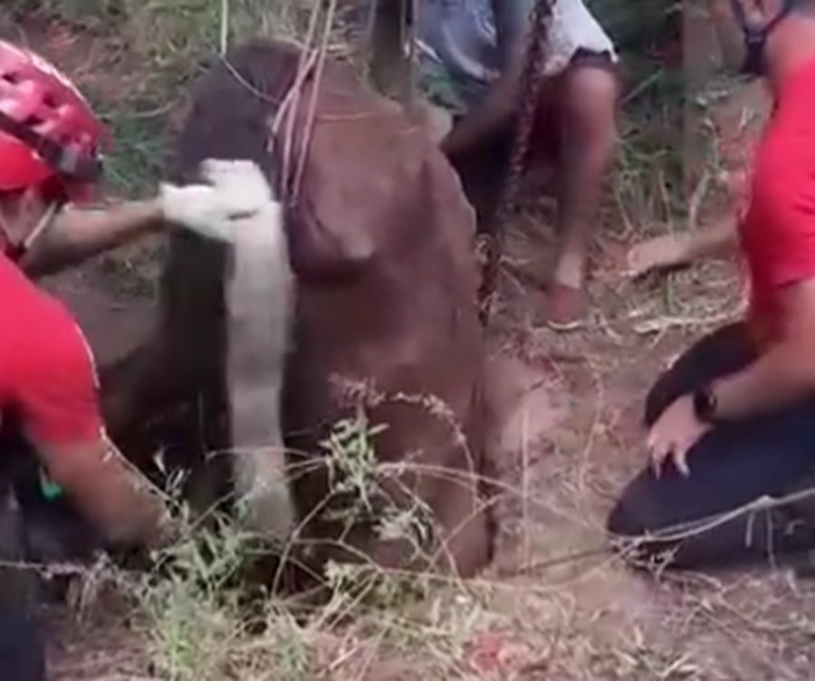 RESCATARON A UN CABALLO QUE CAYÓ A UN POZO EN CRUZ DEL EJE