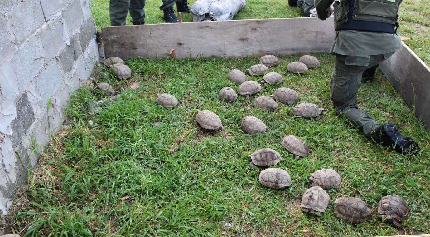 SANTA FE: DESCUBREN 150 TORTUGAS Y 100 AVES SILVESTRES OCULTAS EN LA CARGA DE UN CAMIÓN
