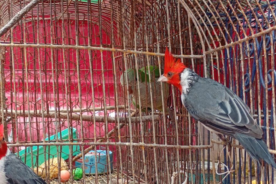 POLICIA AMBIENTAL RESCATÓ 41 EJEMPLARES DE FAUNA SILVESTRE TRAS ALLANAMIENTOS