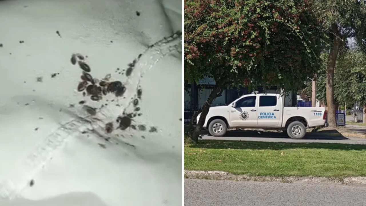 CLAUSURAN UN GERIÁTRICO EN CHUBUT POR CONDICIONES INFRAHUMANAS Y PLAGAS DE CHINCHES