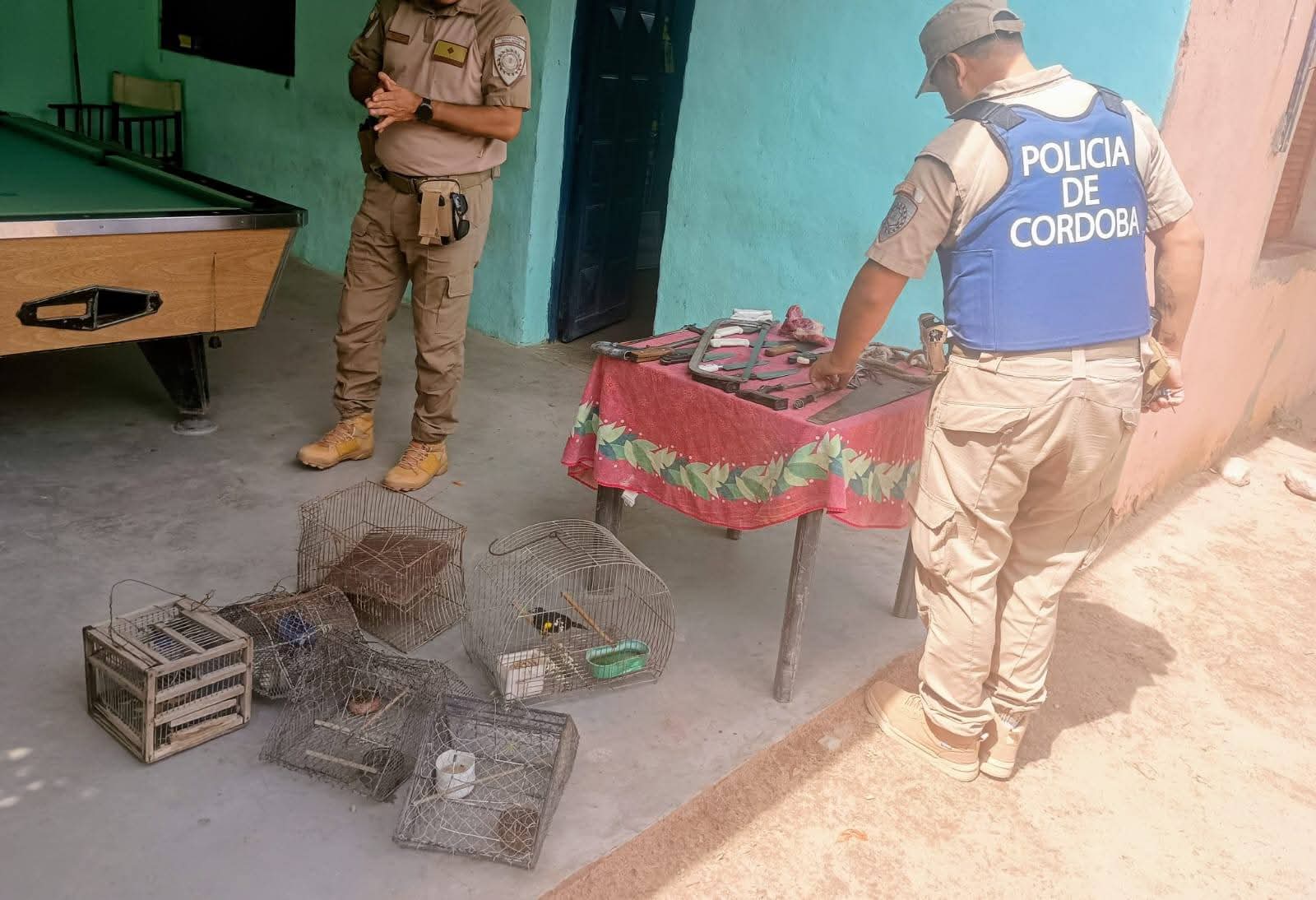 ALLANAMIENTO POSITIVO EN CRUZ DEL EJE: UN DETENIDO Y MÚLTIPLES SECUESTROS POR ABIGEATO, DROGAS Y FAUNA SILVESTRE