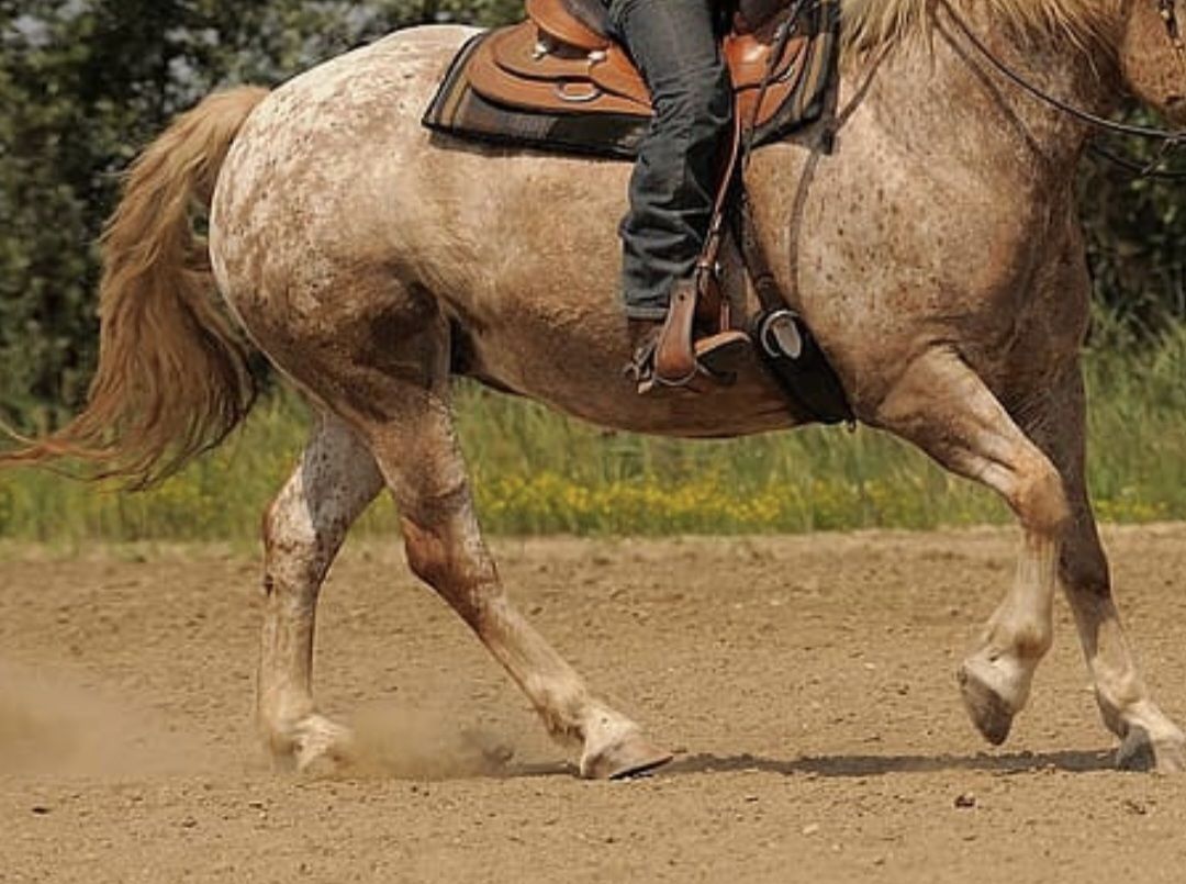 UN MENOR HERIDO TRAS CAERSE DE UN CABALLO EN GUANACO MUERTO