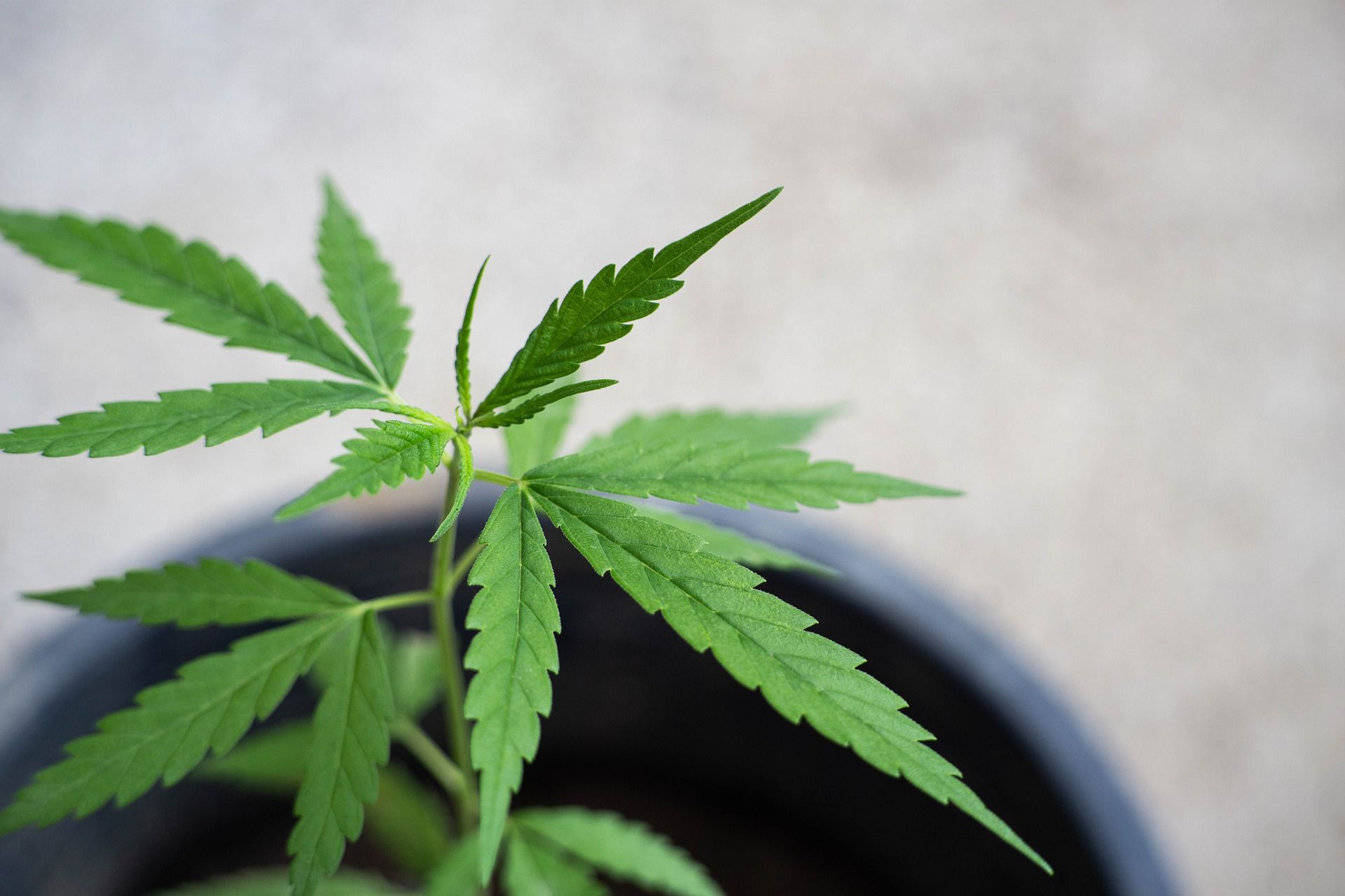 UN ALLANAMIENTO POR VIOLENCIA DE GÉNERO EN QUILINO DERIVÓ EN EL HALLAZGO DE PLANTACIONES DE MARIHUANA