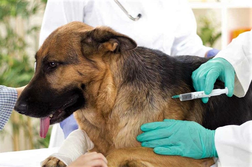 VILLA DEL TOTORAL REALIZARÁ UNA JORNADA DE VACUNACIÓN ANTIRRÁBICA GRATUITA PARA MASCOTAS
