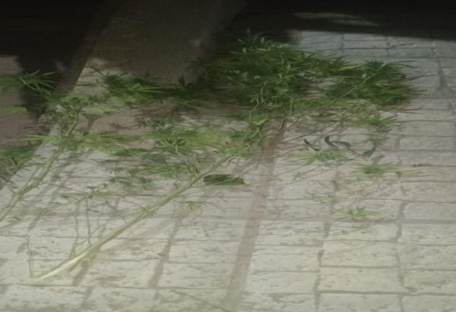 CRUZ DEL EJE: SECUESTRAN PLANTAS DE MARIHUANA TRAS UN LLAMADO AL 911 POR RUIDOS MOLESTOS