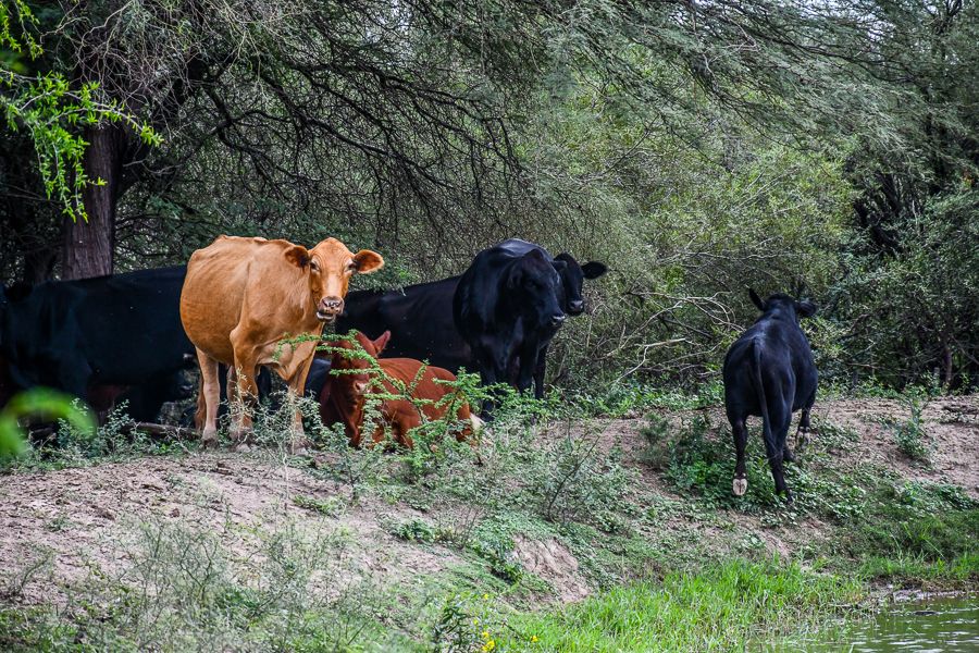 LA PROVINCIA IMPULSA EL MANEJO DE BOSQUES CON GANADERÍA INTEGRADA EN UN MARCO DE DESARROLLO SOSTENIBLE