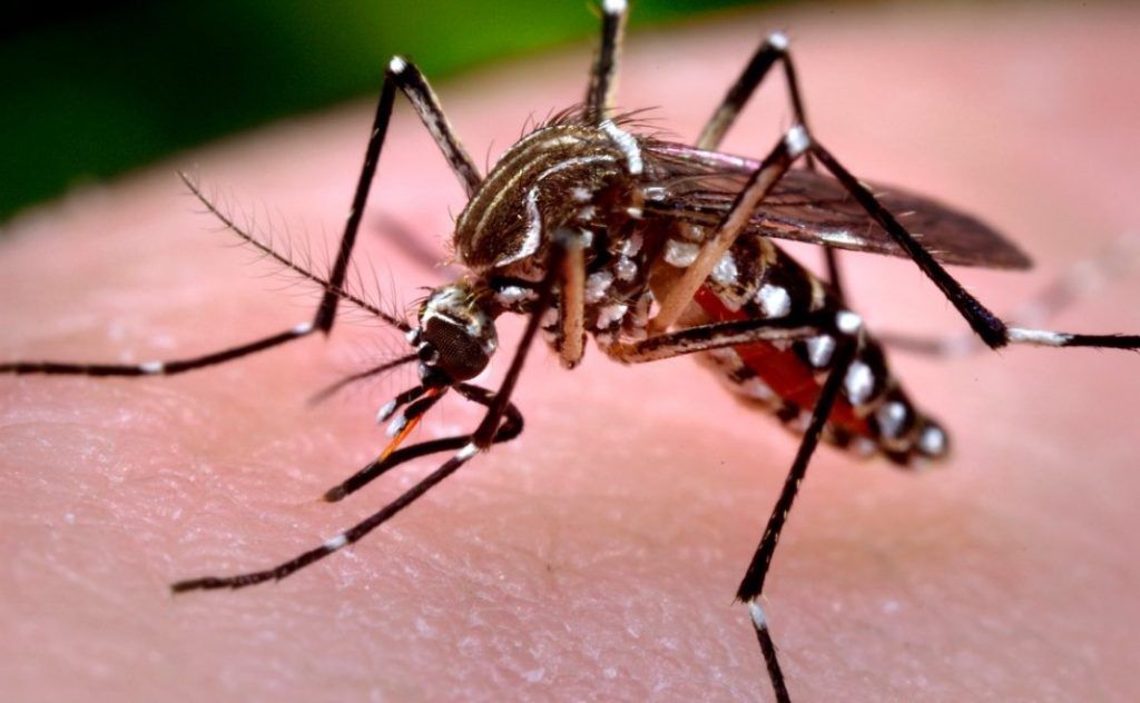 DENGUE: SALUD REALIZÓ LA ÚLTIMA SALA DE SITUACIÓN DE LA TEMPORADA 2025-2026