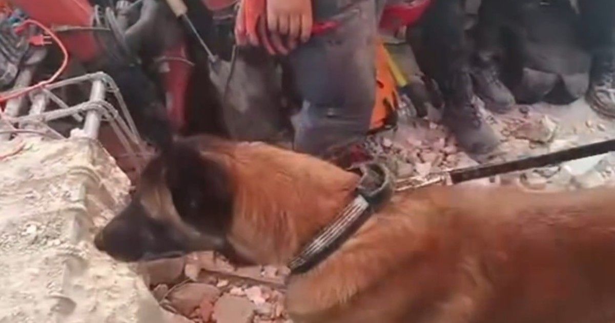 UN PERRO DE RESCATE DE LA MISIÓN ARGENTINA SE CONVIERTE EN HÉROE EN VENEZUELA AL LOCALIZAR A DOS MENORES CON VIDA ENTRE LOS ESCOMBROS