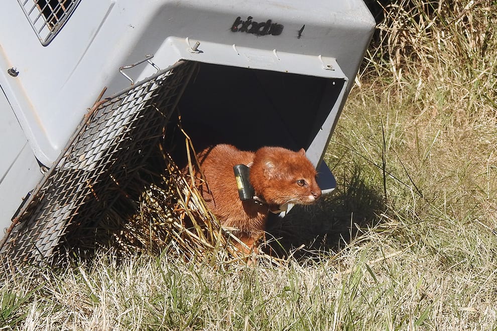 EXPERIENCIA INÉDICA EN CÓRDOBA: LIBERAN UN YAGUARUNDÍ CON UN COLLAR DE RASTREO SATELITAL