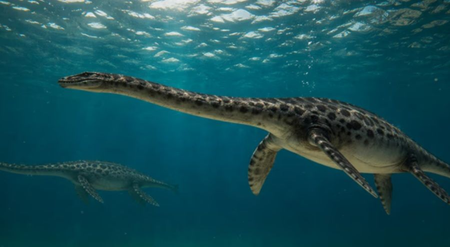 HALLAN EL CRÁNEO CASI COMPLETO DE UN REPTIL MARINO QUE HABITÓ LA PATAGONIA HACE 66 MILLONES DE AÑOS