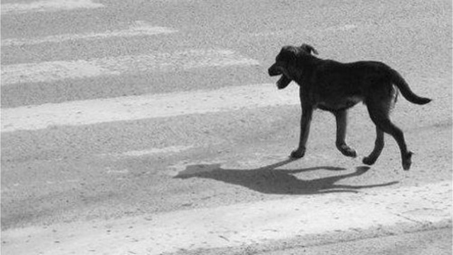 UN MOTOCICLISTA RESULTÓ HERIDO TRAS COLISIONAR CONTRA UN PERRO EN VILLA DE SOTO