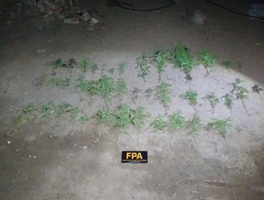 DETIENEN A UN HOMBRE Y SECUESTRAN MÁS DE 70 PLANTAS DE CANNABIS EN SAN MARCOS SIERRAS
