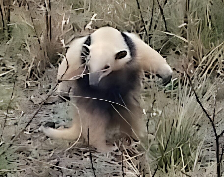 APARECIÓ UN OSO MELERO EN LA TOMA