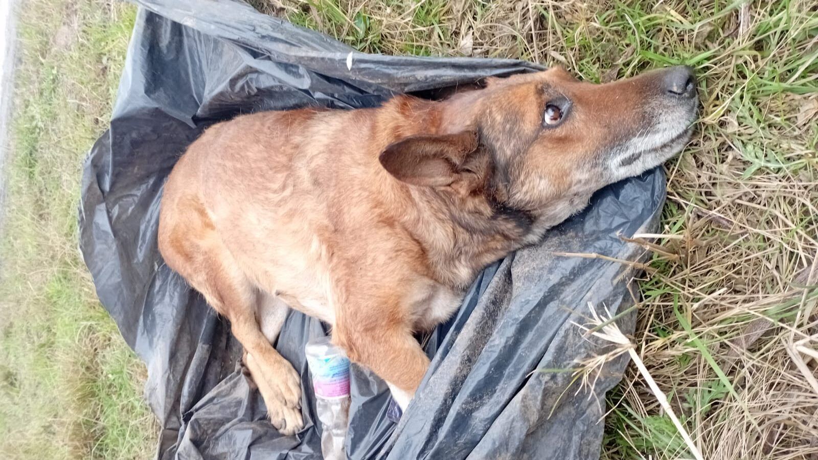 ABANDONARON A UNA PERRA ATADA DENTRO DE UNA BOLSA PARA QUE MUERA ASFIXIADA