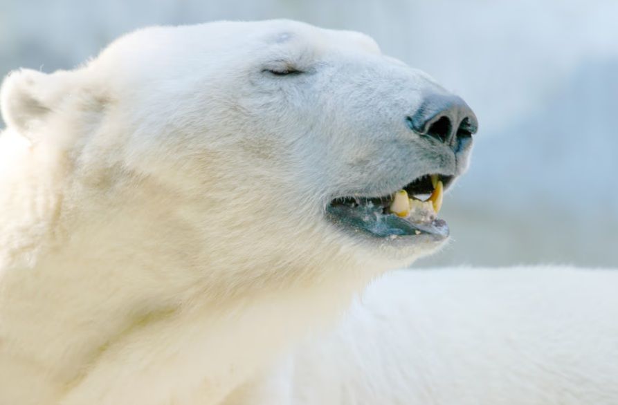 MULTARON CON MÁS DE 5.000 DÓLARES A UN TURISTA POR DESPERTAR A UN OSO POLAR CON UNA SIRENA