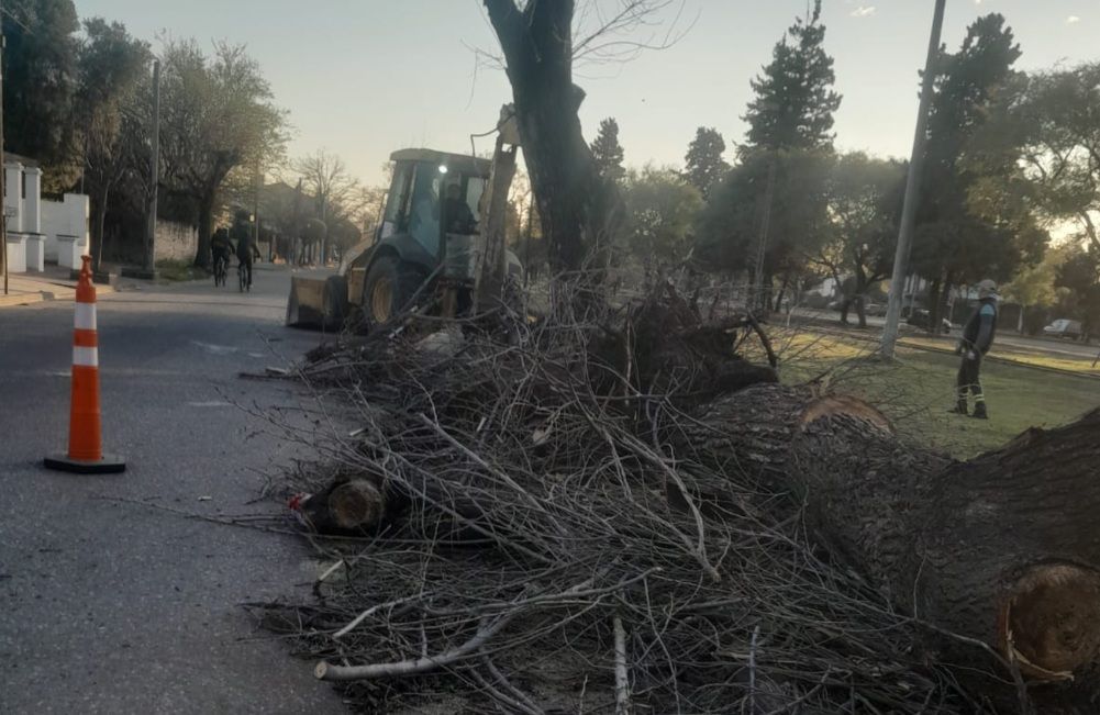 JESÚS MARÍA AVANZA CON UN PLAN DE INTERVENCIÓN Y RENOVACIÓN DEL ARBOLADO SOBRE LA CALLE CÓRDOBA