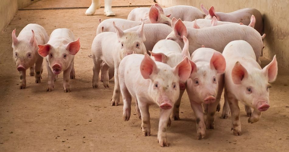 EPEC INDEMNIZARÁ A PRODUCTORES RURALES POR UN INCENDIO PROVOCADO POR UNA LÍNEA DE ALTA TENSIÓN
